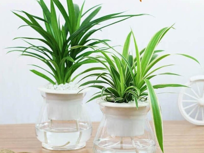 10 loại cây nên trồng trong nhà