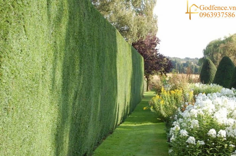 Hàng rào dành cho sân vườn được làm từ cây xanh mang vẻ đẹp tự nhiên, tạo cảm giác thoải mái